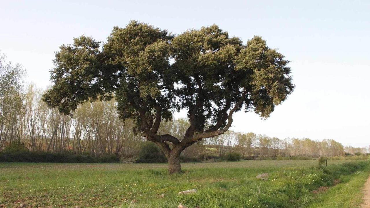 MarjalizaEl Rincon De San Jose公寓 外观 照片
